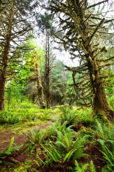 Royalty Free Photo of a Rain Forest