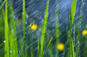 Royalty Free Photo of Rain on Grass