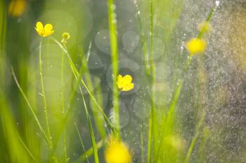 Royalty Free Photo of Rain on Buttercups