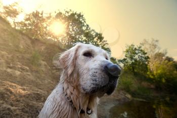Royalty Free Photo of a Wet Golden Retriever Dog
