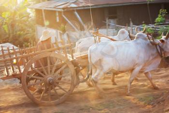 Royalty Free Photo of a Bull Cart in Myanmar
