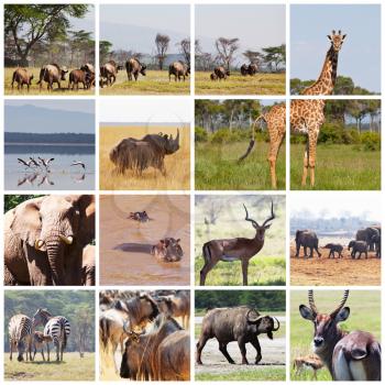 Royalty Free Photo of a Collage of African Animals