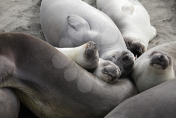 Royalty Free Photo of a Elephant Seals