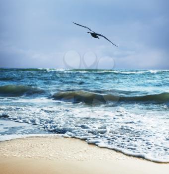 Royalty Free Photo of a Seagull Over Water