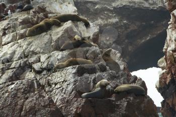 Royalty Free Photo of Sea Lions on a Ledge