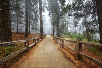 Royalty Free Photo of a Path in Sequoia National Park, USA