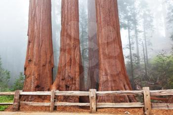 Royalty Free Photo of Sequoia Trees
