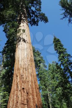 Royalty Free Photo of Sequoias in Yosemite National Park