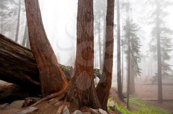 Royalty Free Photo of a Sequoia Forest in the Fog
