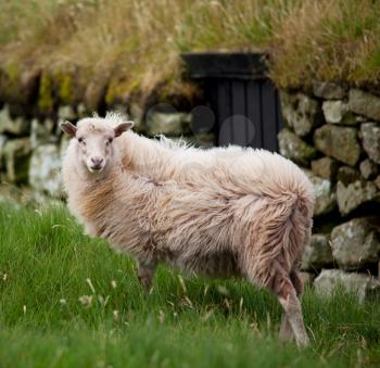 Royalty Free Photo of a Sheep