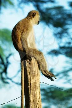 Royalty Free Photo of a Monkey Sitting on a Post