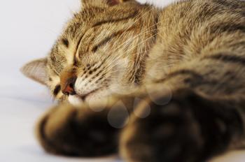 Royalty Free Photo of a Sleeping Cat
