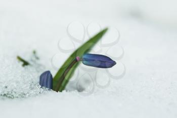 Royalty Free Photo of a Flower Blooming in the Snow
