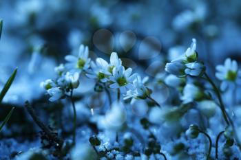 Royalty Free Photo of Snowbells