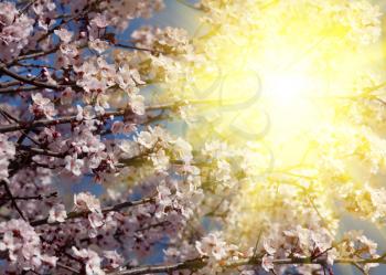 Royalty Free Photo of Blossoms in Sunlight