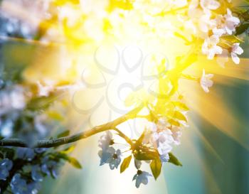 Royalty Free Photo of Blossoms in Sunlight
