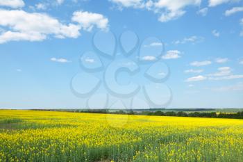 Royalty Free Photo of a Field