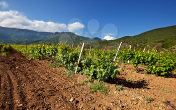 Vineyard in the Crimea mountain