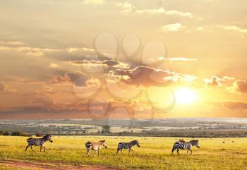 Royalty Free Photo of Zebras