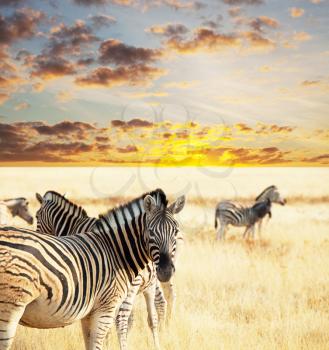 Royalty Free Photo of a Herd of Zebras