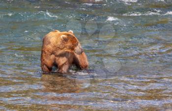 Brown bear on Alaska