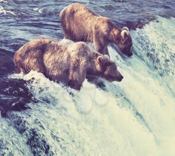 Brown bear on Alaska