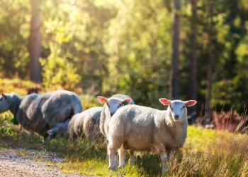 Sheeps  in Norway