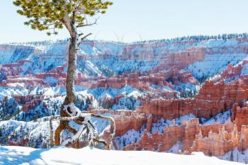 Bryce canyon  with snow in winter season.