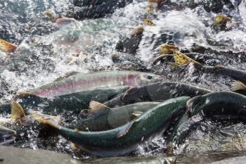 salmon spawning