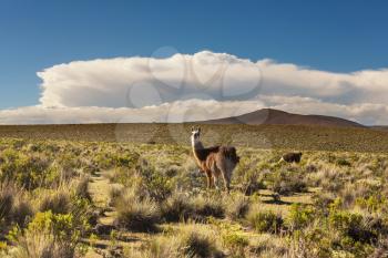 Llama near bolivian village