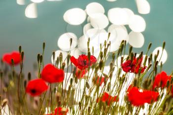 Wild red poppies on the meadow in sunny day. Decorated with light spots.