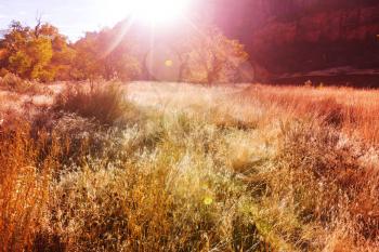 Autumn scene in Zion