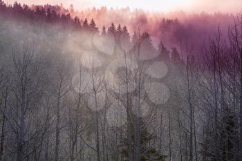 Late autumn landscapes. Trees covered with hoarfrost at sunrise.