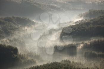 Magic misty forest in sunrise. Beautiful natural landscapes.