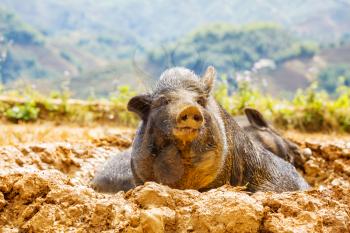 vietnam pigs in the green field