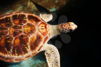 Wild sea turtle on Sri Lanka island