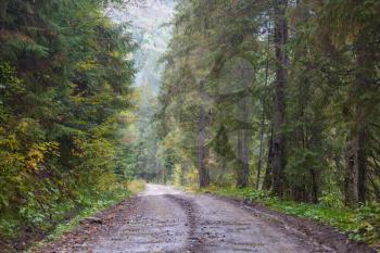 Rural road in the forest, USA,