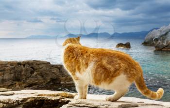Cat on sea coast