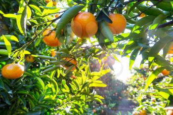 Tangerine garden in the Turkey