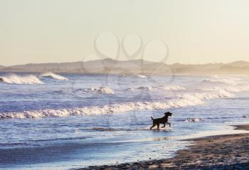dog on beach in New Zealand