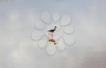 Wading bird in Everglades National Park, Florida