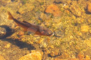 Big brown trout swimming in mountain lake