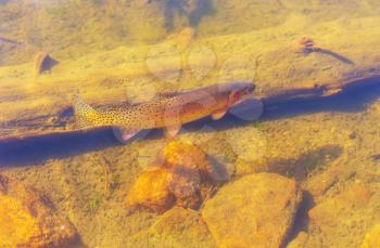 Big brown trout swimming in mountain lake