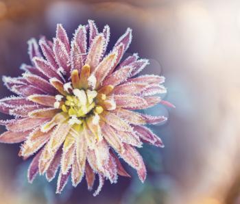 Beautiful pink frozen flower late autumn in morning