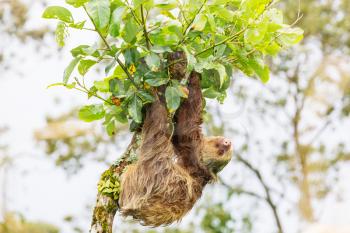The sloth on the tree in Costa Rica, Central America