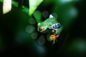 red-eye frog Agalychnis callidryas in Costa Rica, Central America