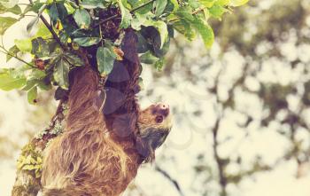 The sloth on the tree in Costa Rica, Central America