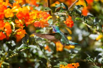 Colorful Hummingbird in Costa Rica, Central America