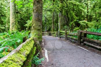 Rain forest in Vancouver island, British Columbia, Canada