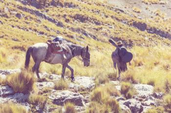 Donkey caravan in Cordiliera Huayhuash, Peru, South America